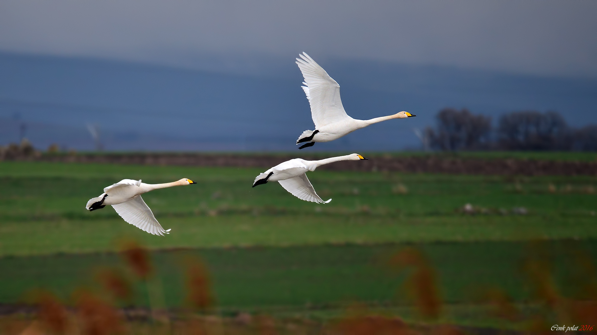 Whooper Swan